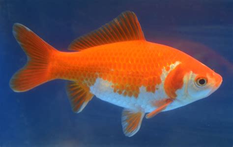 Vindeți cuponul gold fish - www.osk-kate.pl